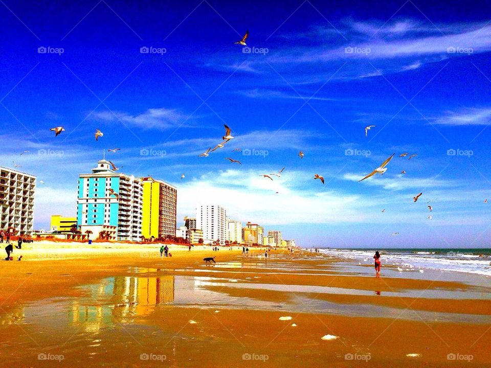Seagulls @ Myrtle Beach