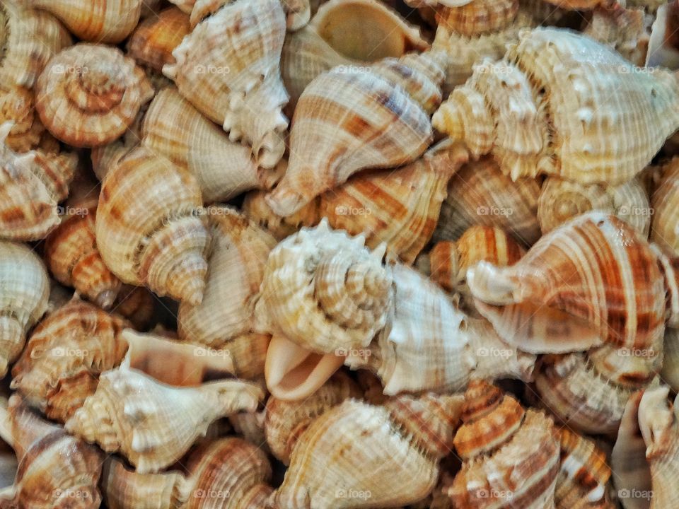 Delicate Seashells