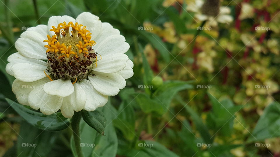 white beauty