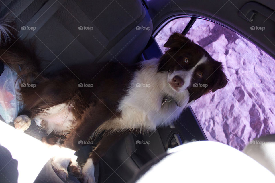 Imagine you are just sitting in your car driving along the interstate and you look to your left. You this this handsome pup. What’s your reaction?