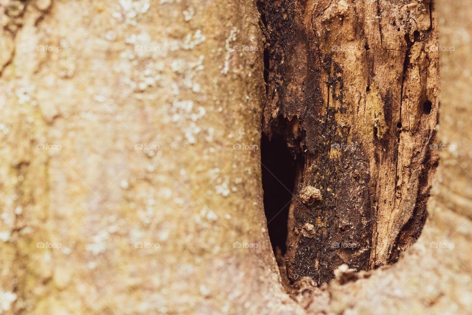 a woodpeckers job in a forest near Bucharest