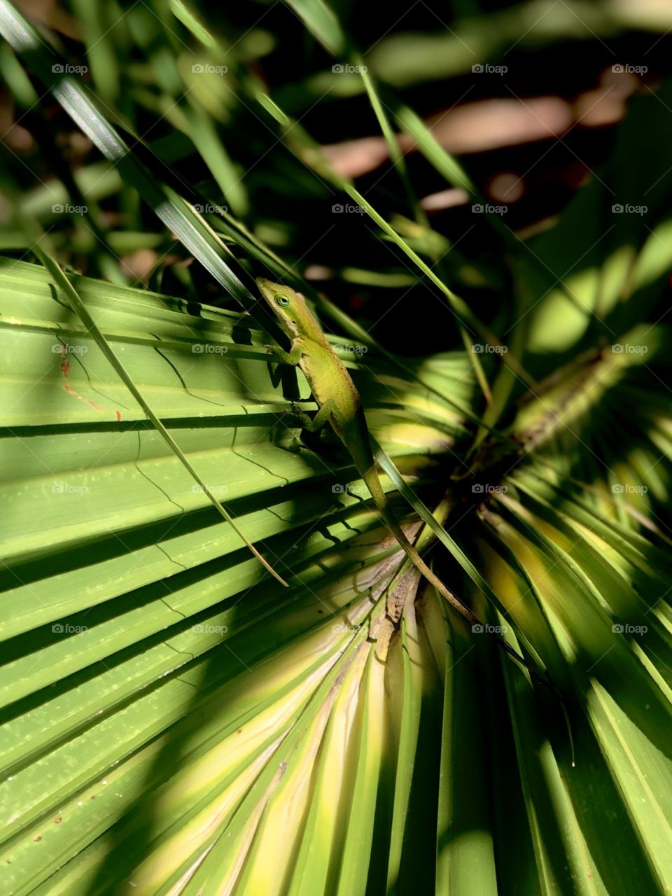 Tiny green lizard on palm fronds 