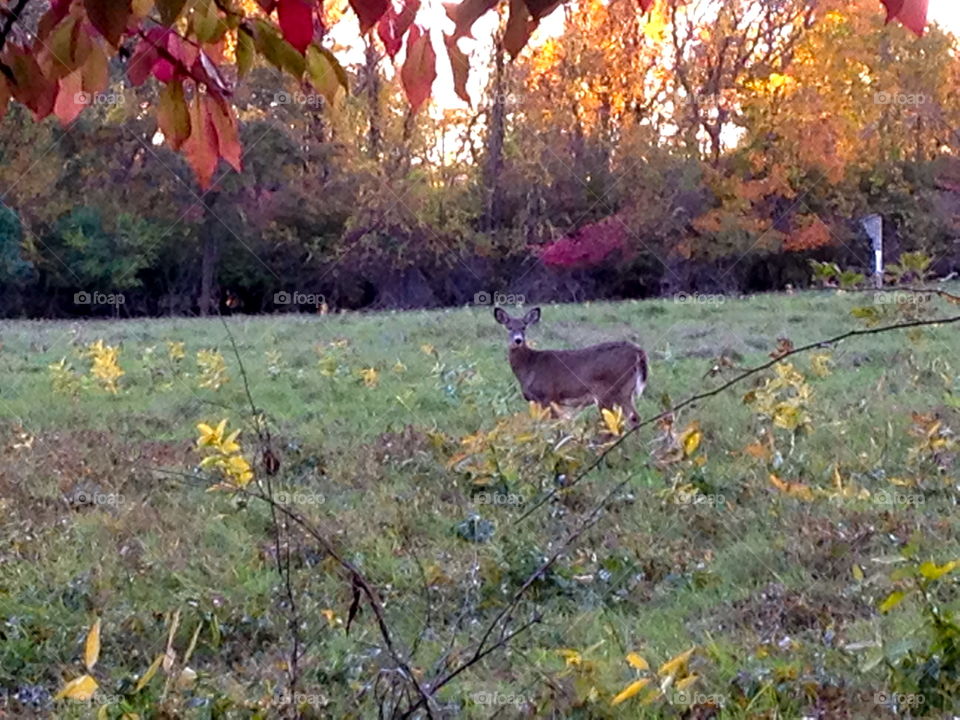 Deer in autumn
