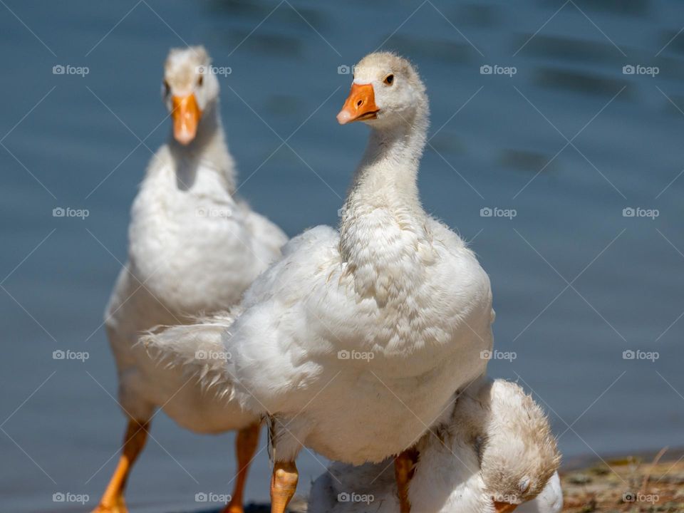 White geese bask in the Arizona sun on a beautiful spring day