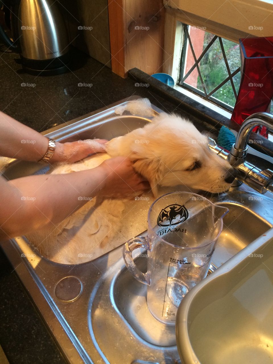 Golden retriever puppy having a bath