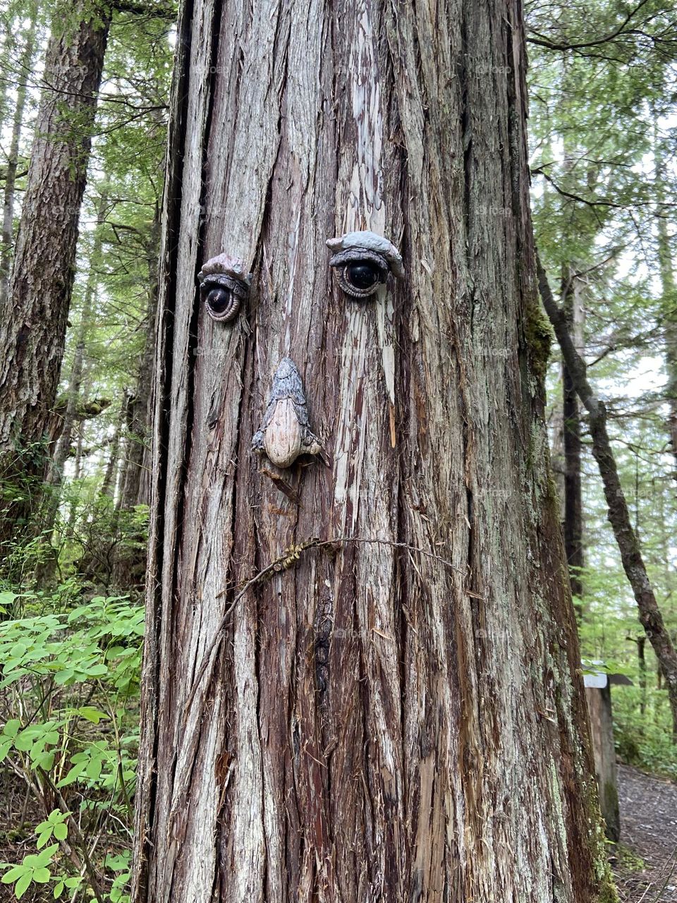 A face in the woods. In a forest of trees, one has eyes, nose, and a mouth.