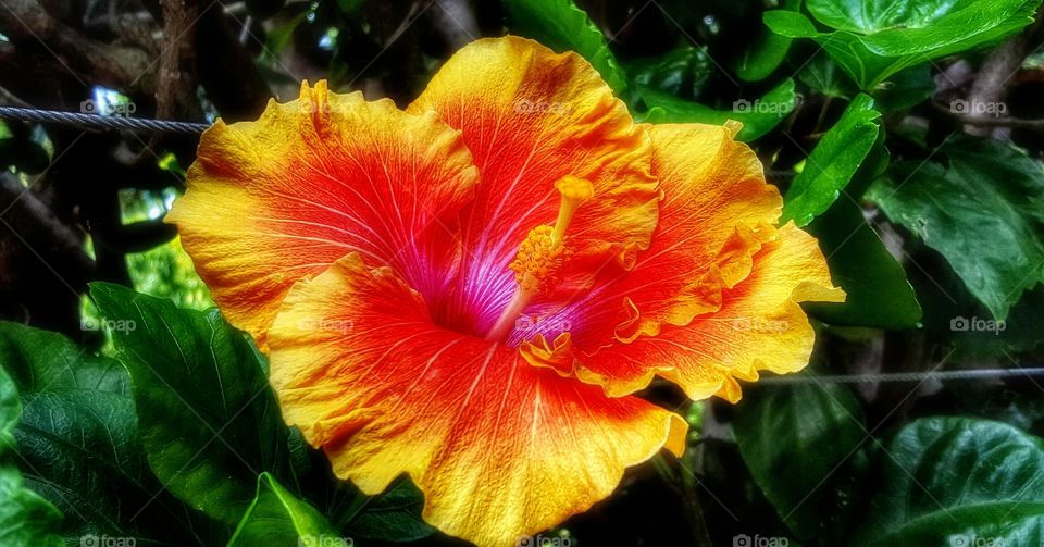 Colorful Hibiscus