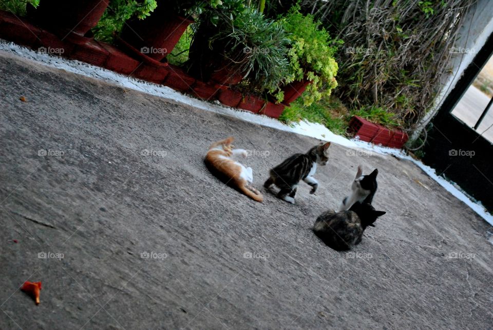 kitties fighting