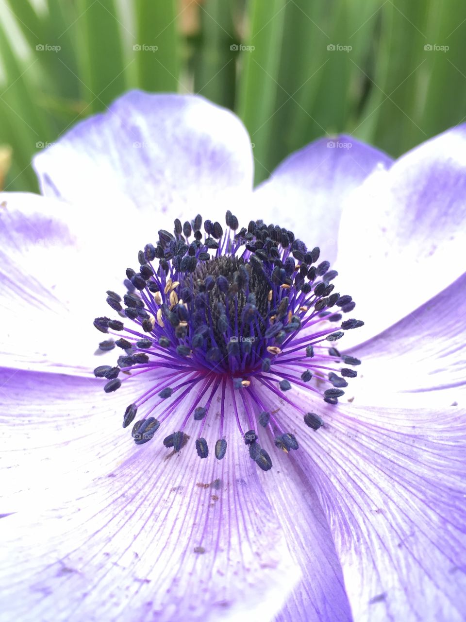 Blue poppy 