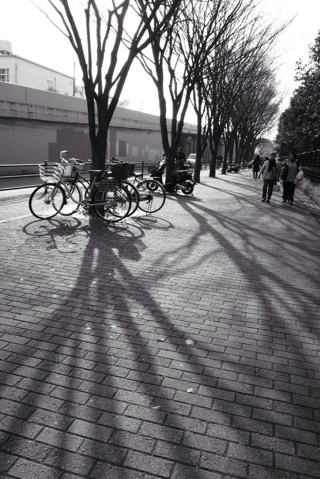 Zelvoka trees in Japan
