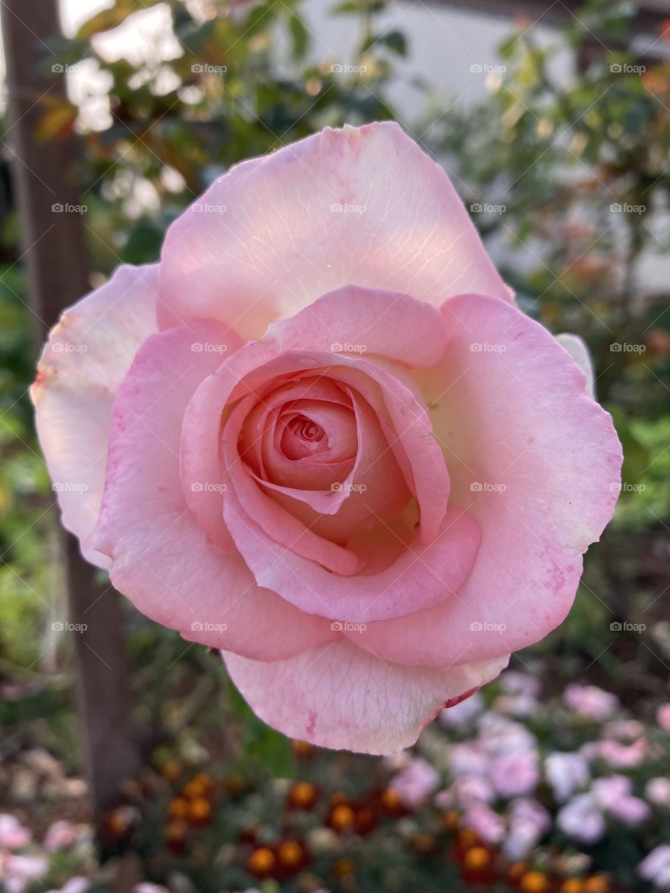 🌹 🇺🇸 Very beautiful flowers to brighten our day.  Live nature and its beauty. Did you like the delicate petals? / 🇧🇷 Flores muito bonitas para alegrar nosso dia. Viva a natureza e sua beleza. Gostaram das pétalas delicadas? 