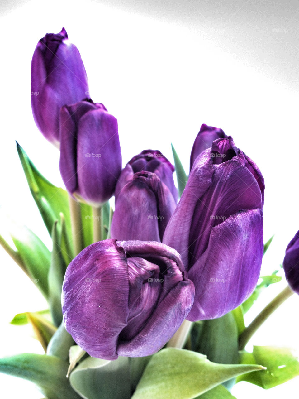 deep purple tulips