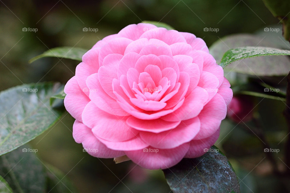 Macro shot of a pink flower