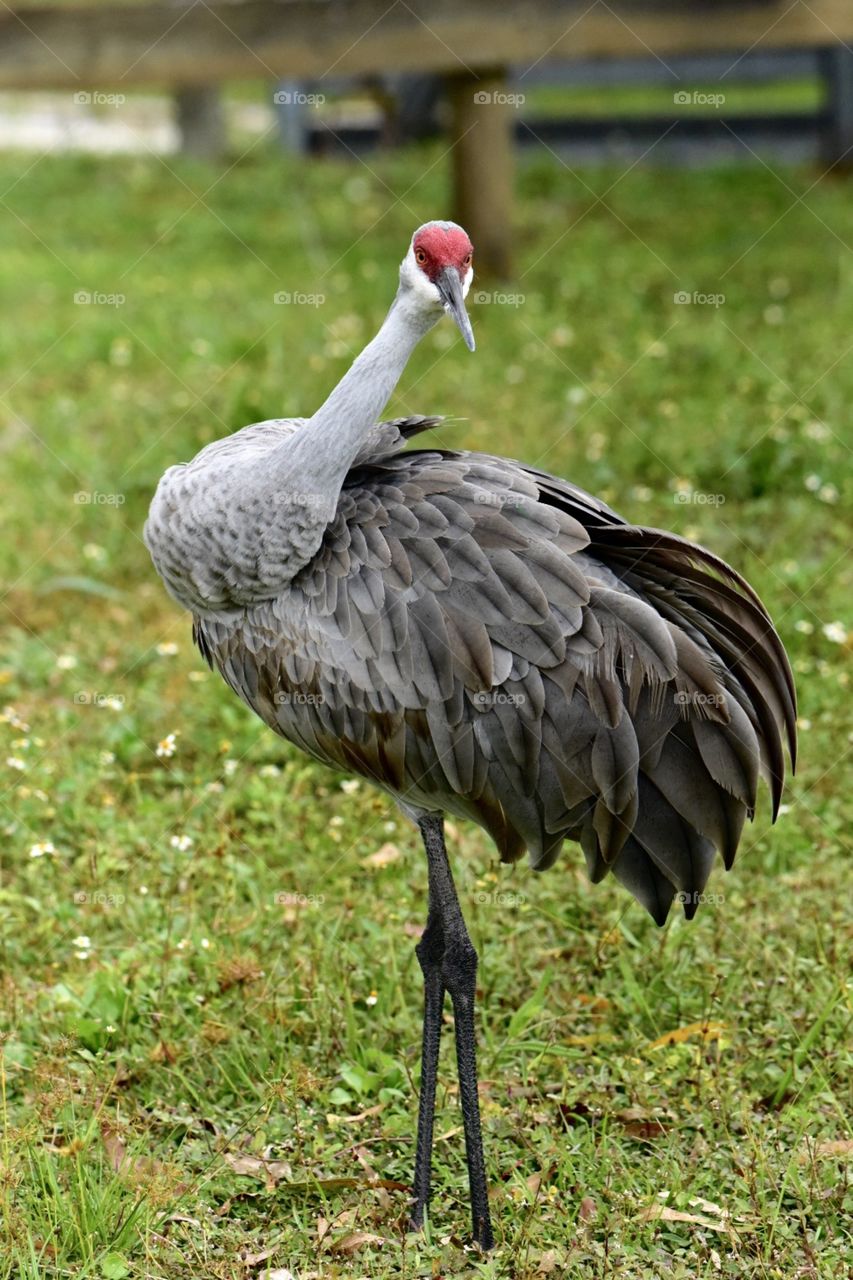 Sandhill Crane