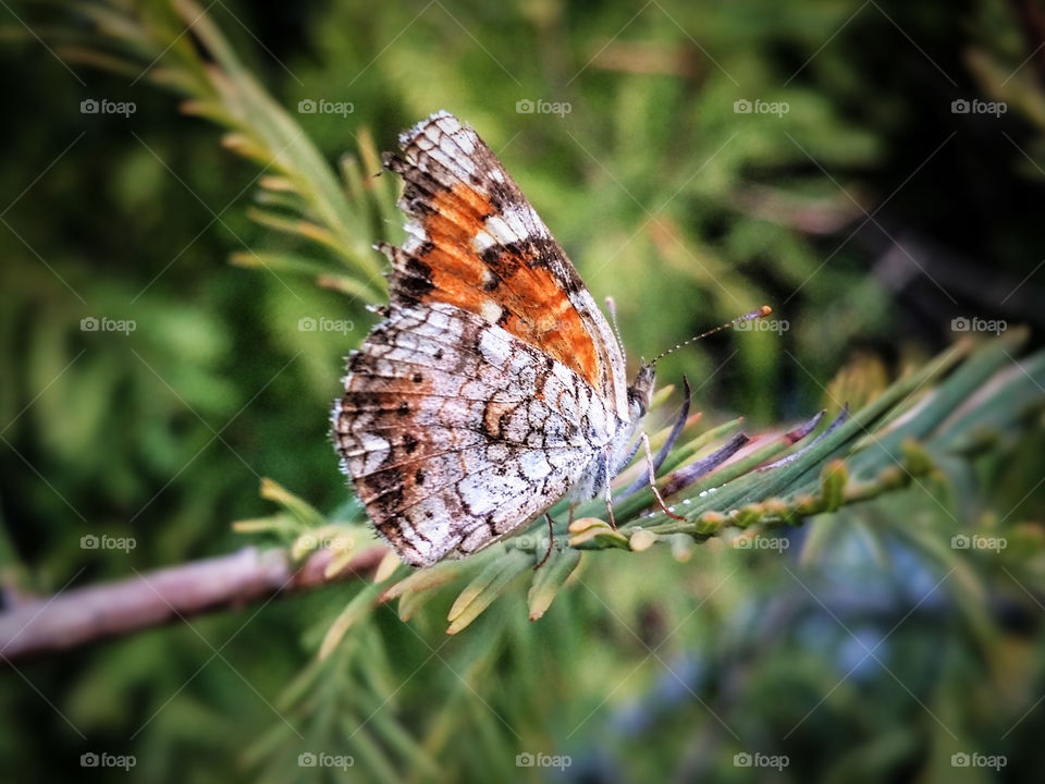 Butterfly in Cypress