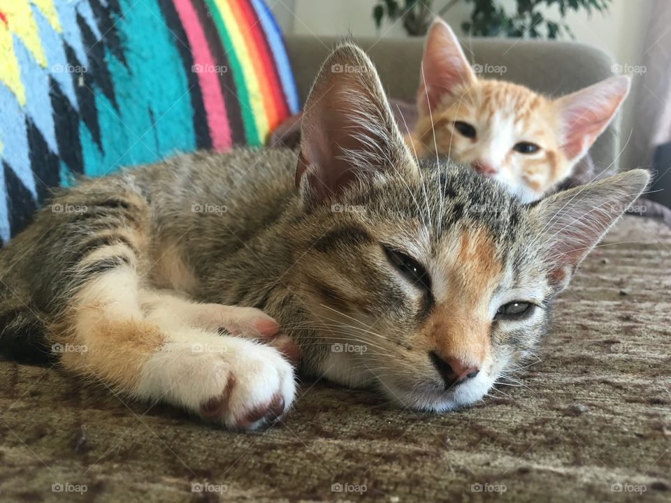 Cat, Cute, Kitten, Mammal, Pet