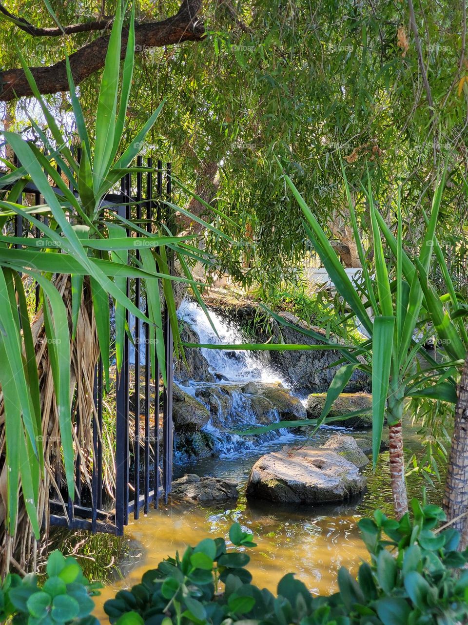 Finding a Waterfall Through the Trees