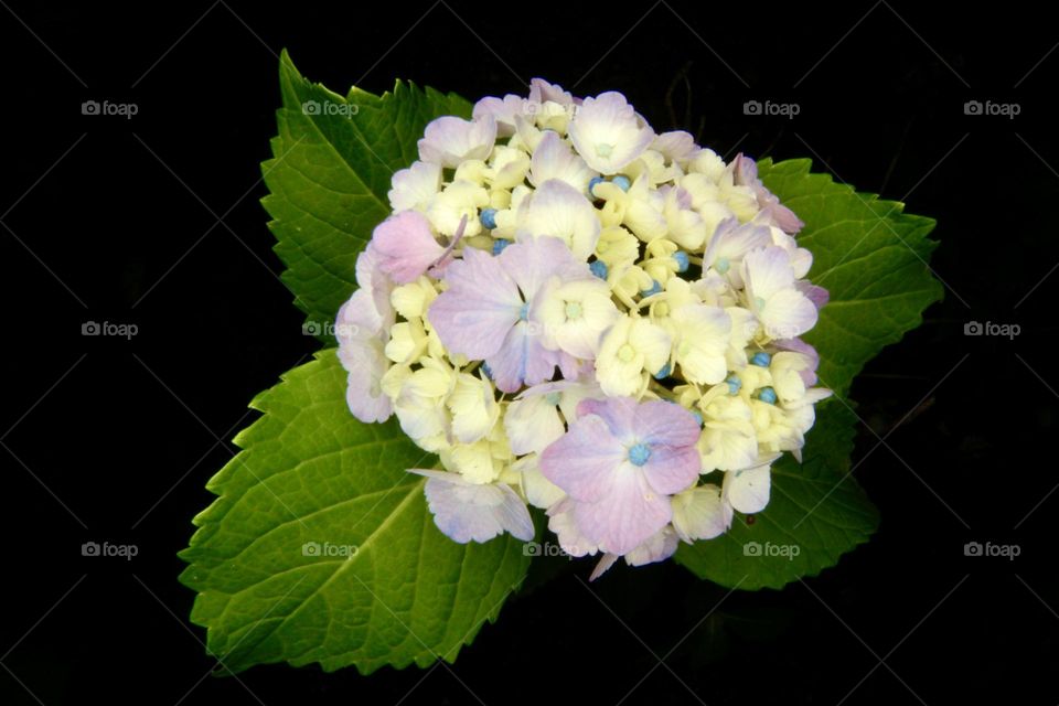 hydrangea