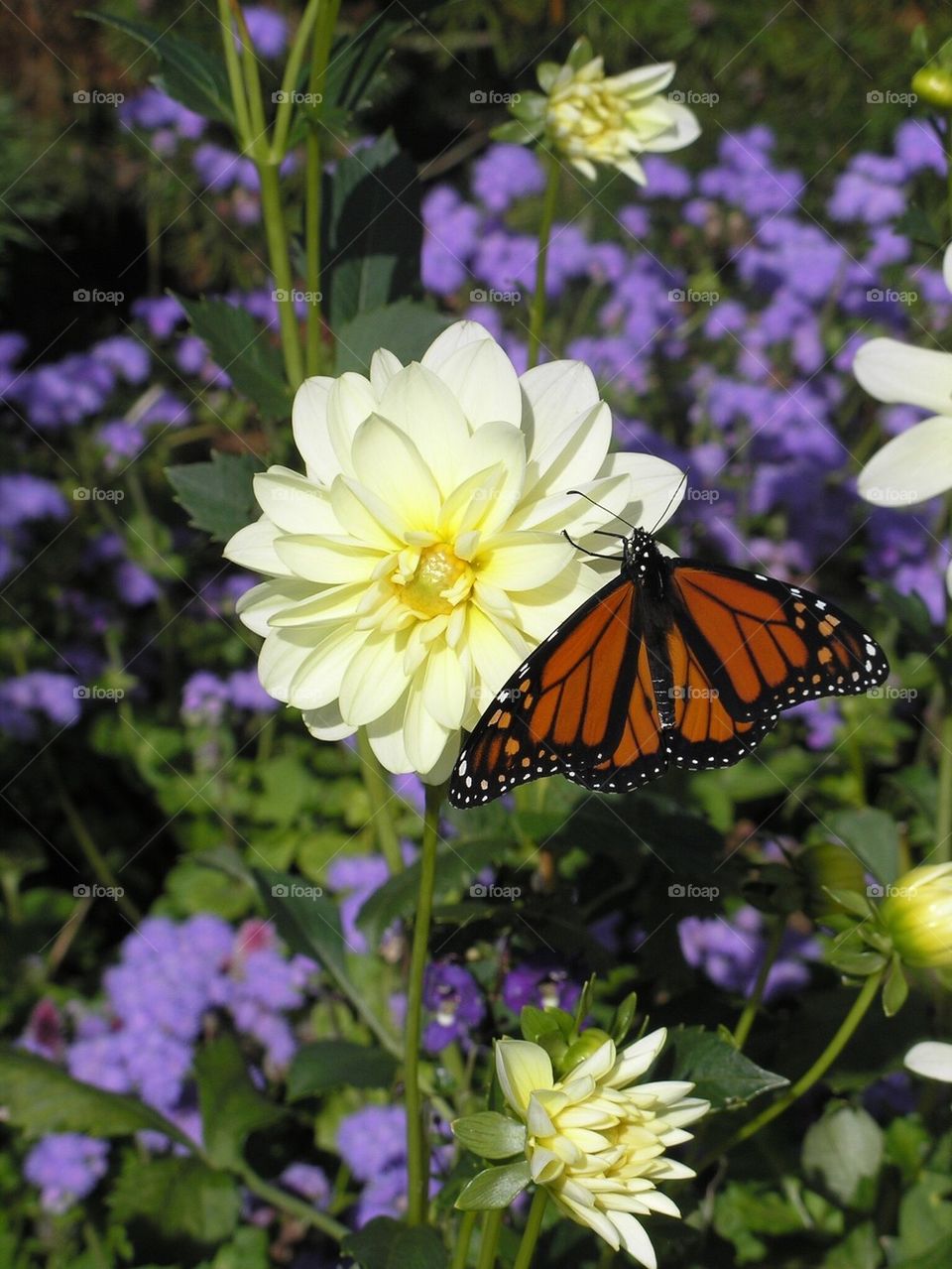 Monarch on Flower