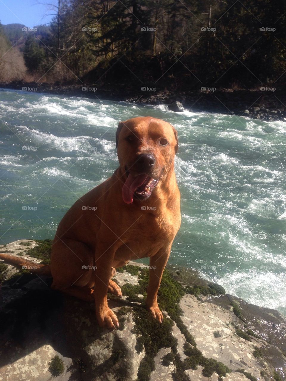 River Dog