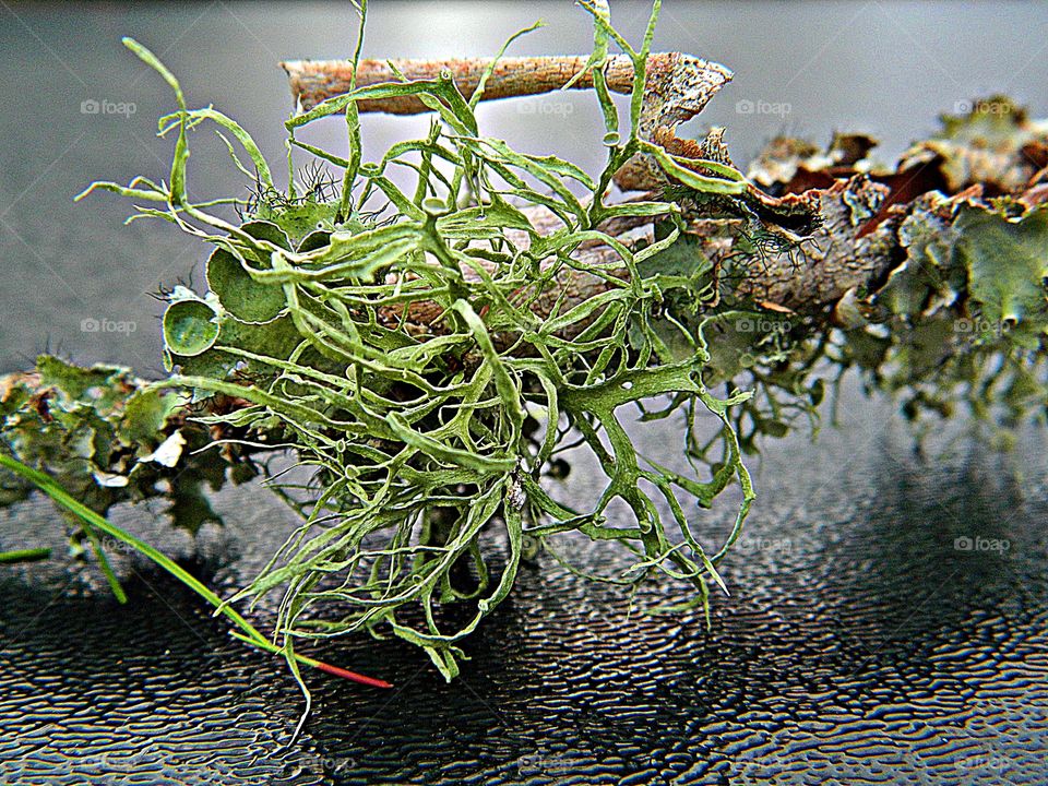 The glorious Mother Nature - Oak Moss Lichen - Evernia Prunastri