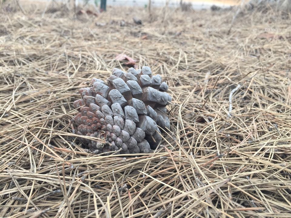 Pine Cone