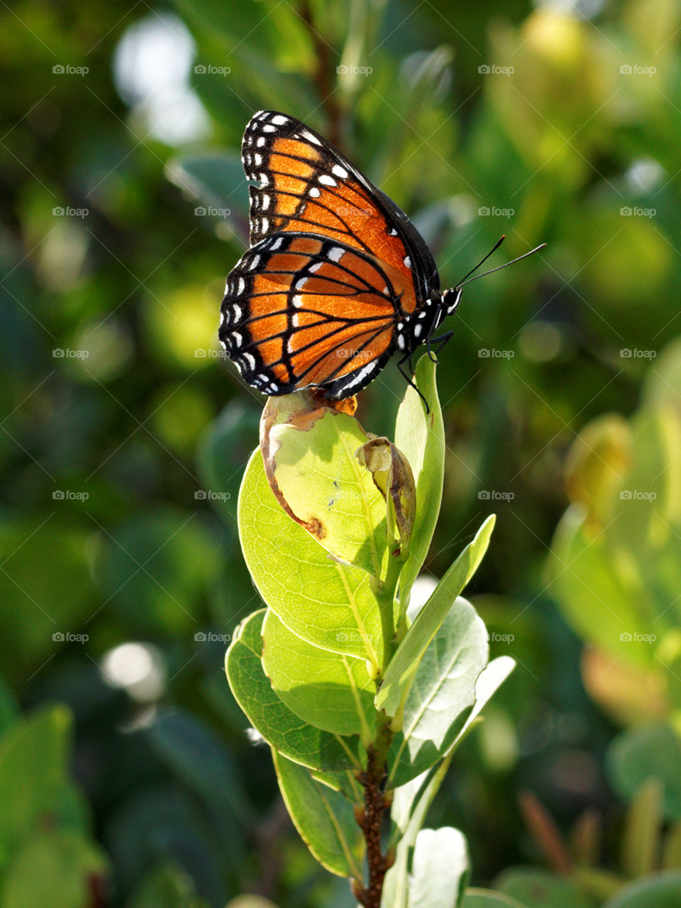 Strike a Pose. Regal Monarch Butterfly posing on foliage 