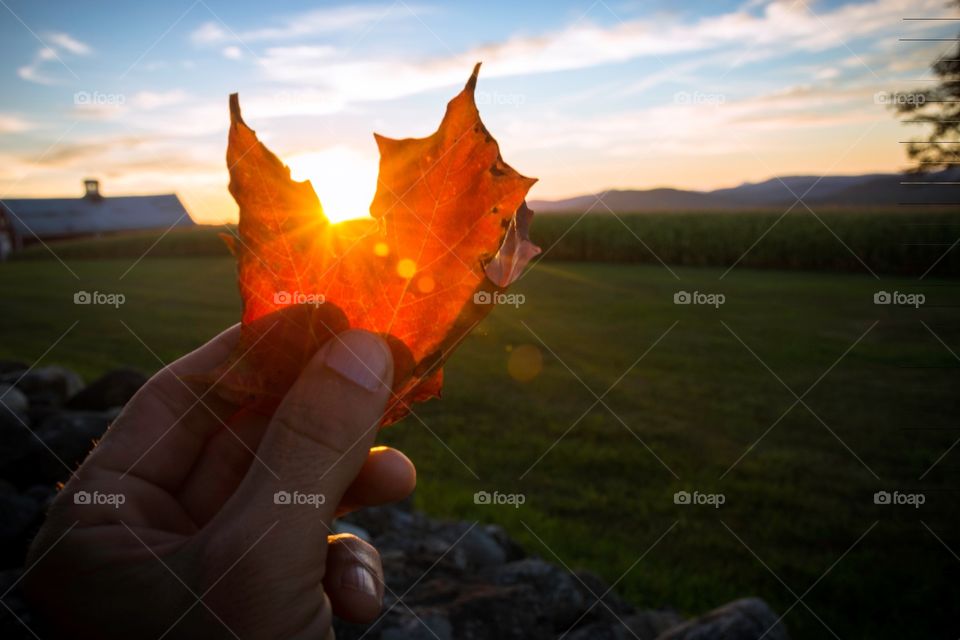 The evening sunset sends a ray of sun through a maple leaf