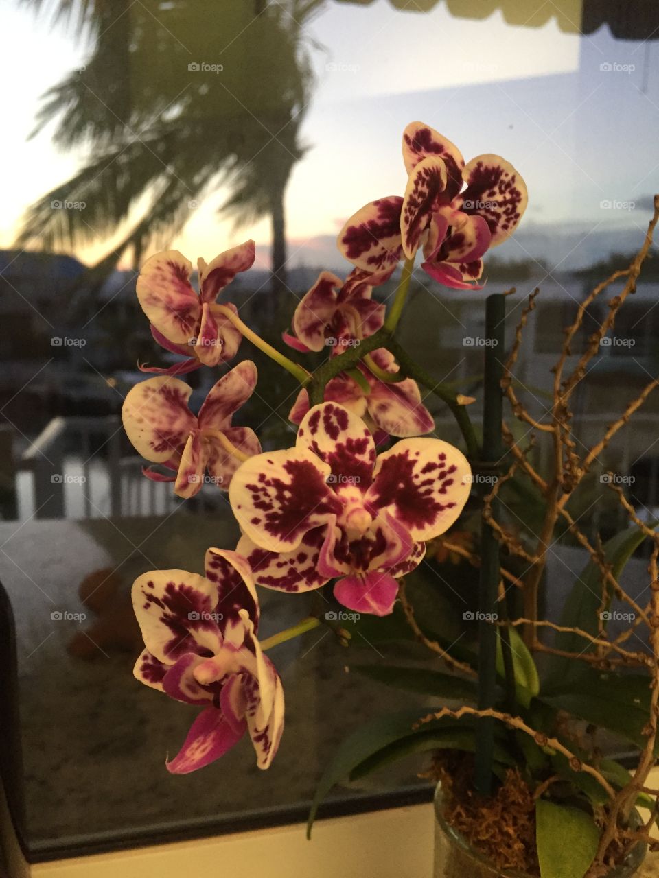 Mini phalaenopsis bloom