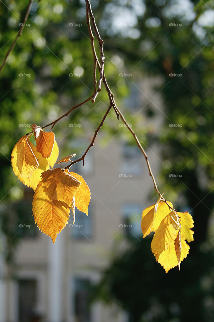 Fall. Yellow leaves 