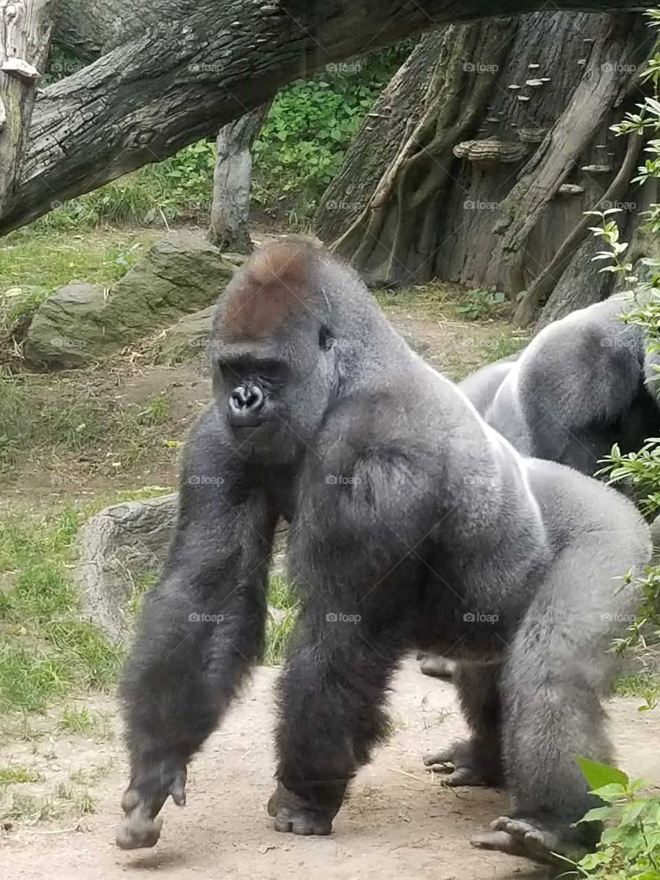 Bronx zoo love the gorillas