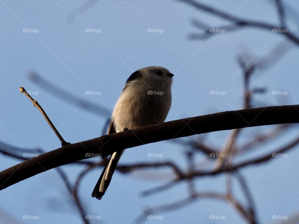 Long-tailed tit