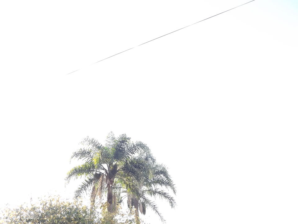 Tree, Nature, Palm, No Person, Sky