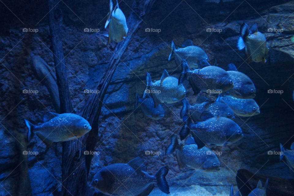 Piranha fishes 