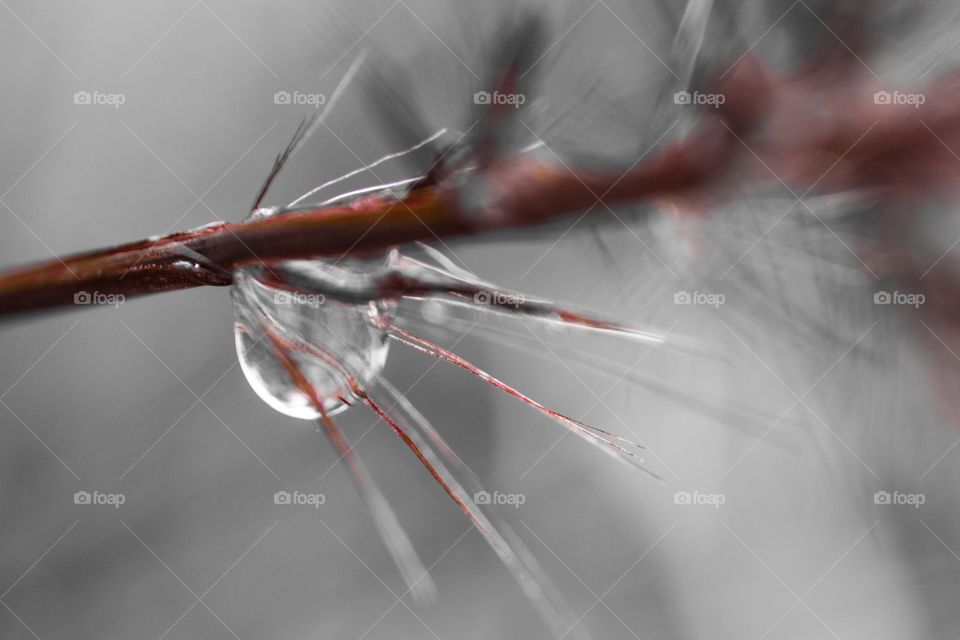 Raindrop on branch