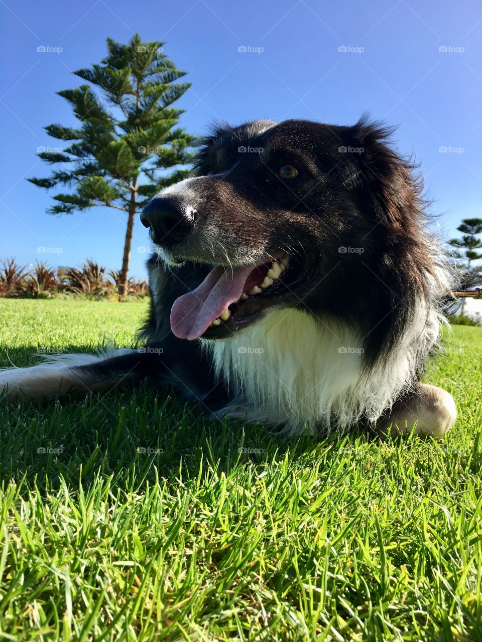 Contented happy border collie sheepdog laying on grass front view 