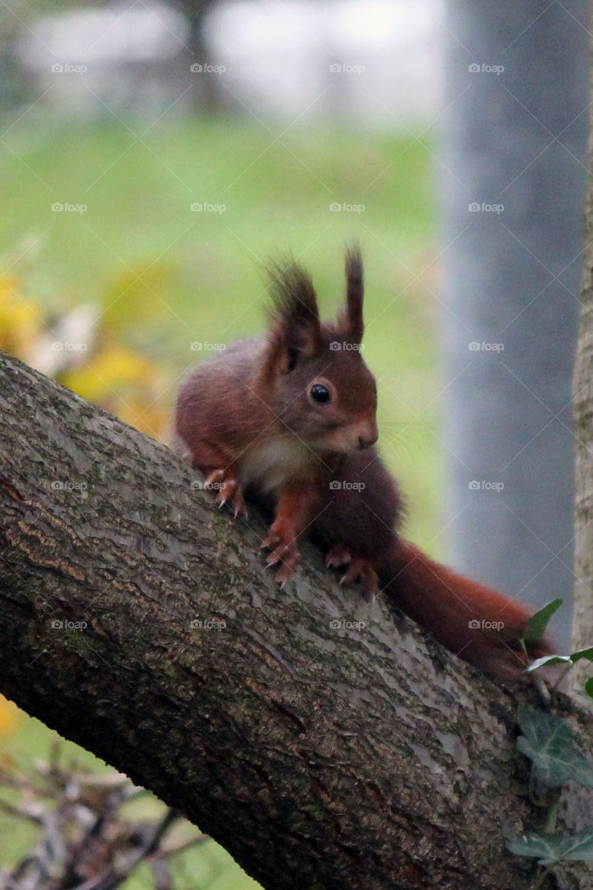 Squirrel