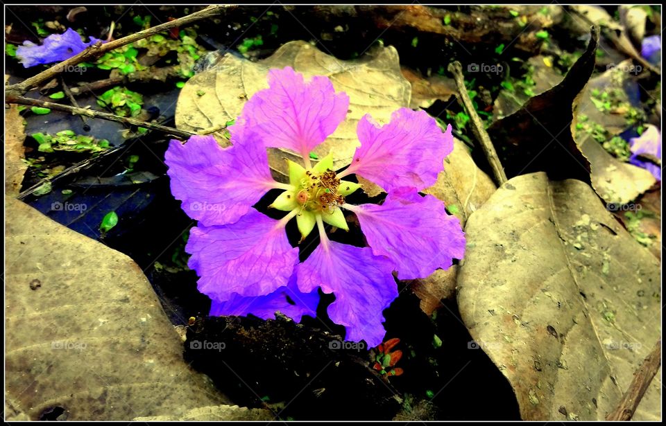 Pretty blossom (Peach tree flower)