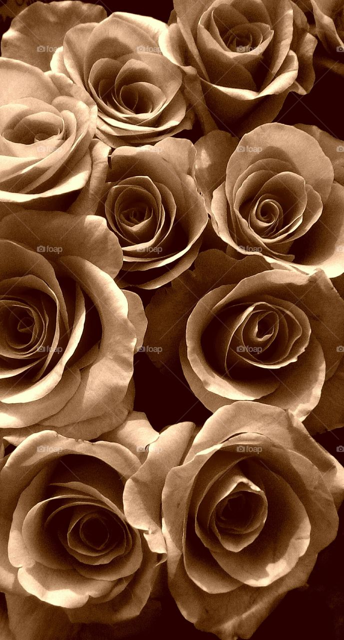 Bouquet of beautiful blooming 
chocolate-color roses in closeup