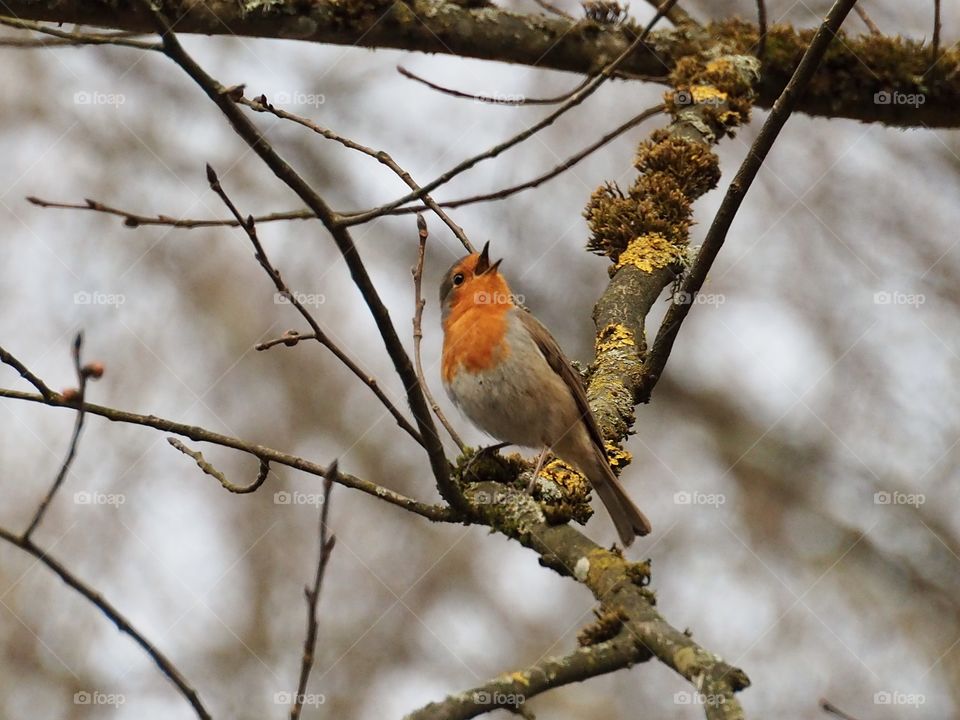 Robins evening song