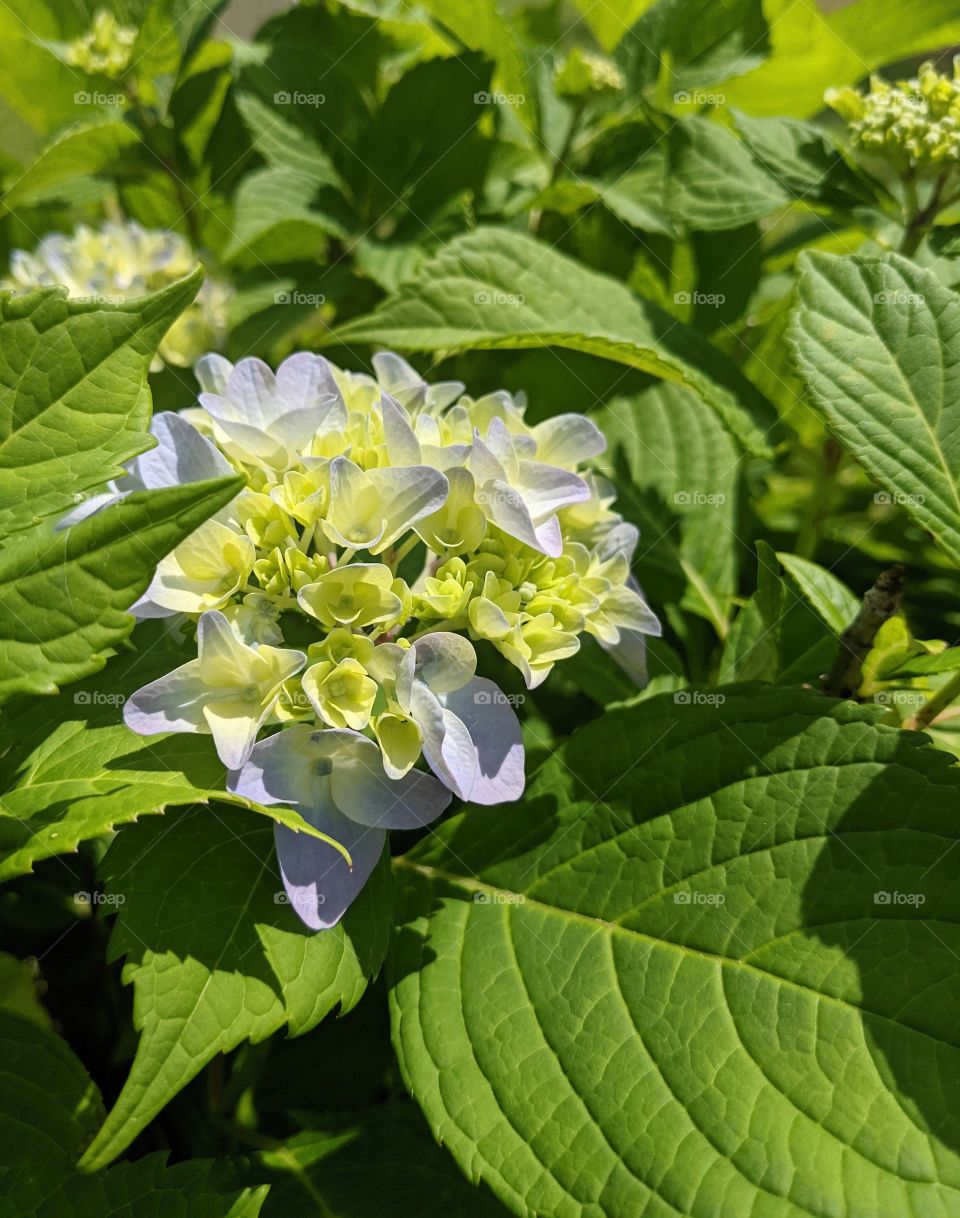 hydrangea beginning to bloom