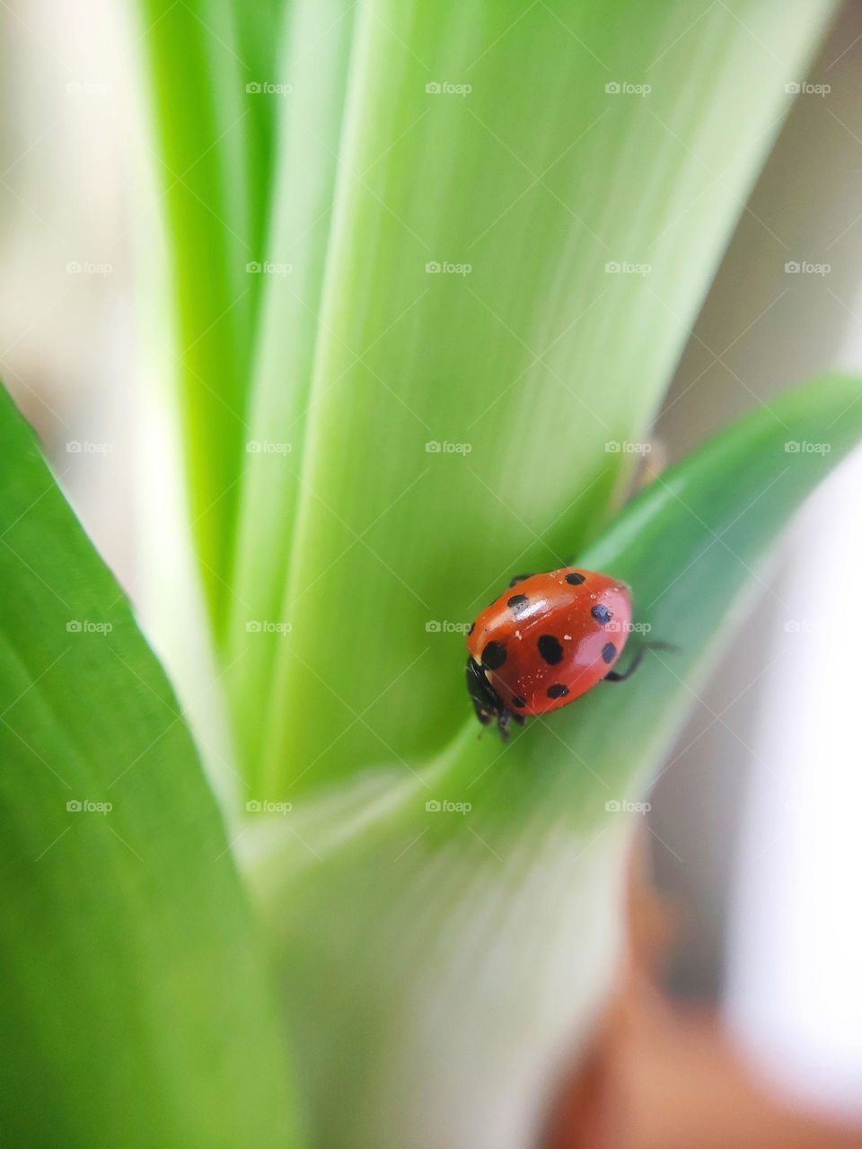 Ladybug on a plant