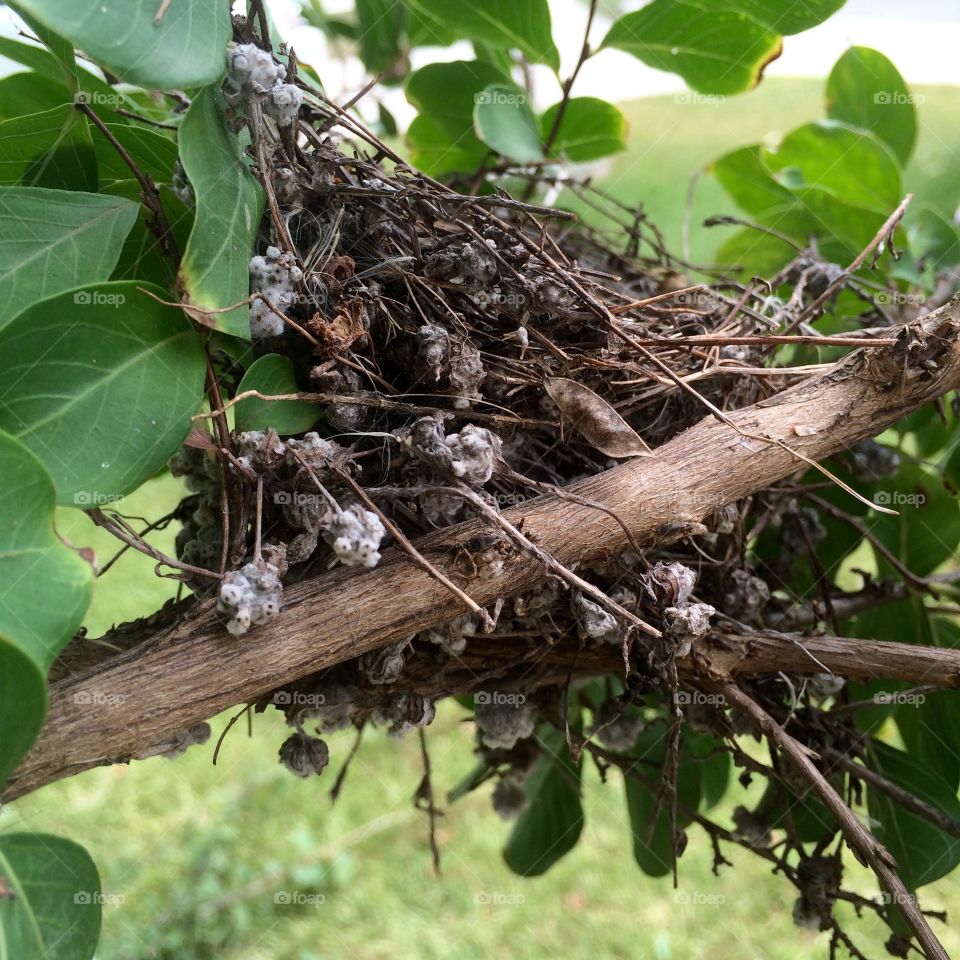Birds nest. Birds nest in crepe myrtle