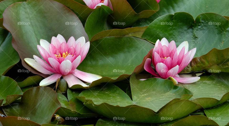 Blooming  lotus
