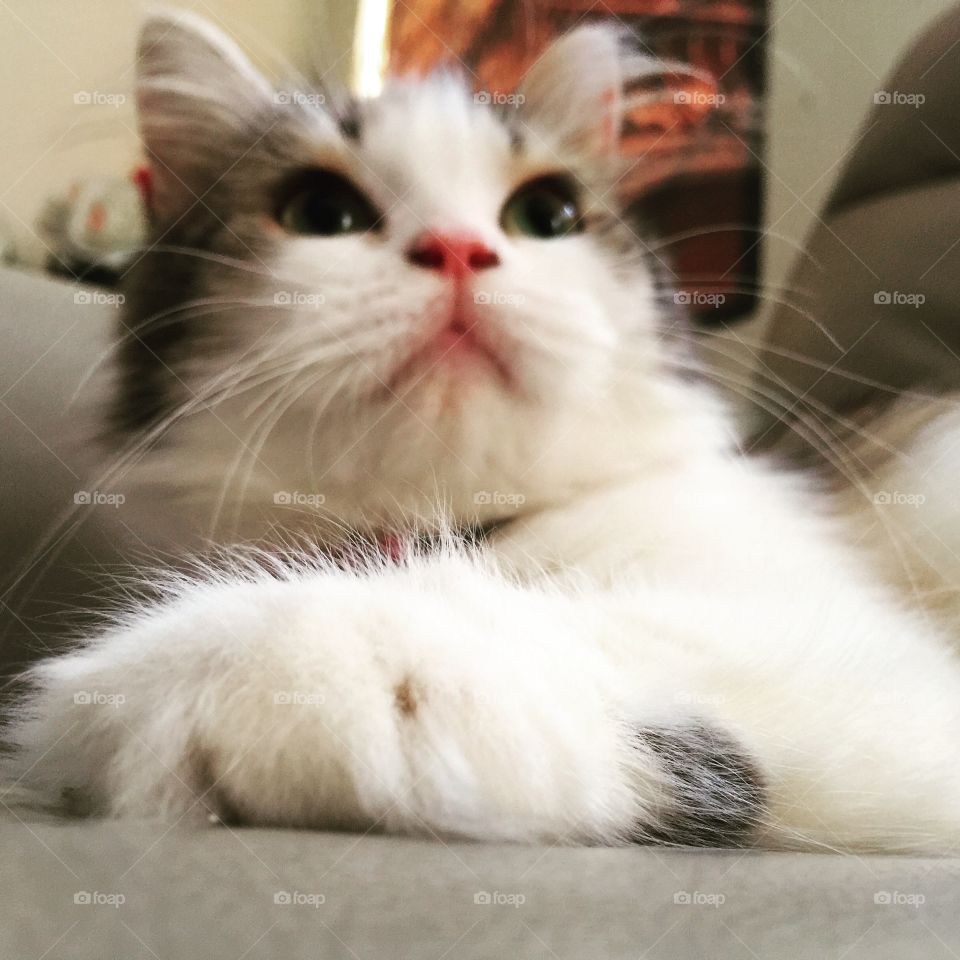 cat. princess calico