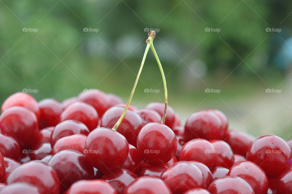 Close-up of red berry