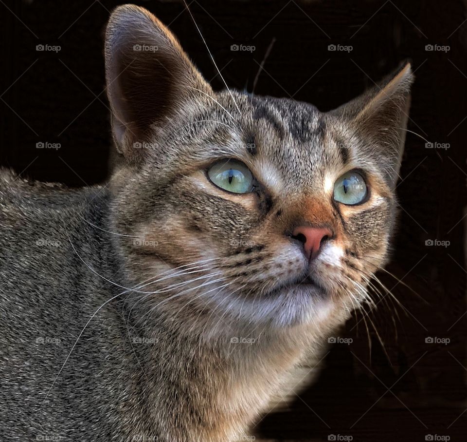 That darn portrait mode...