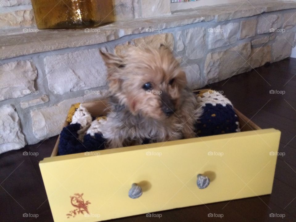 Yorkie in a drawer