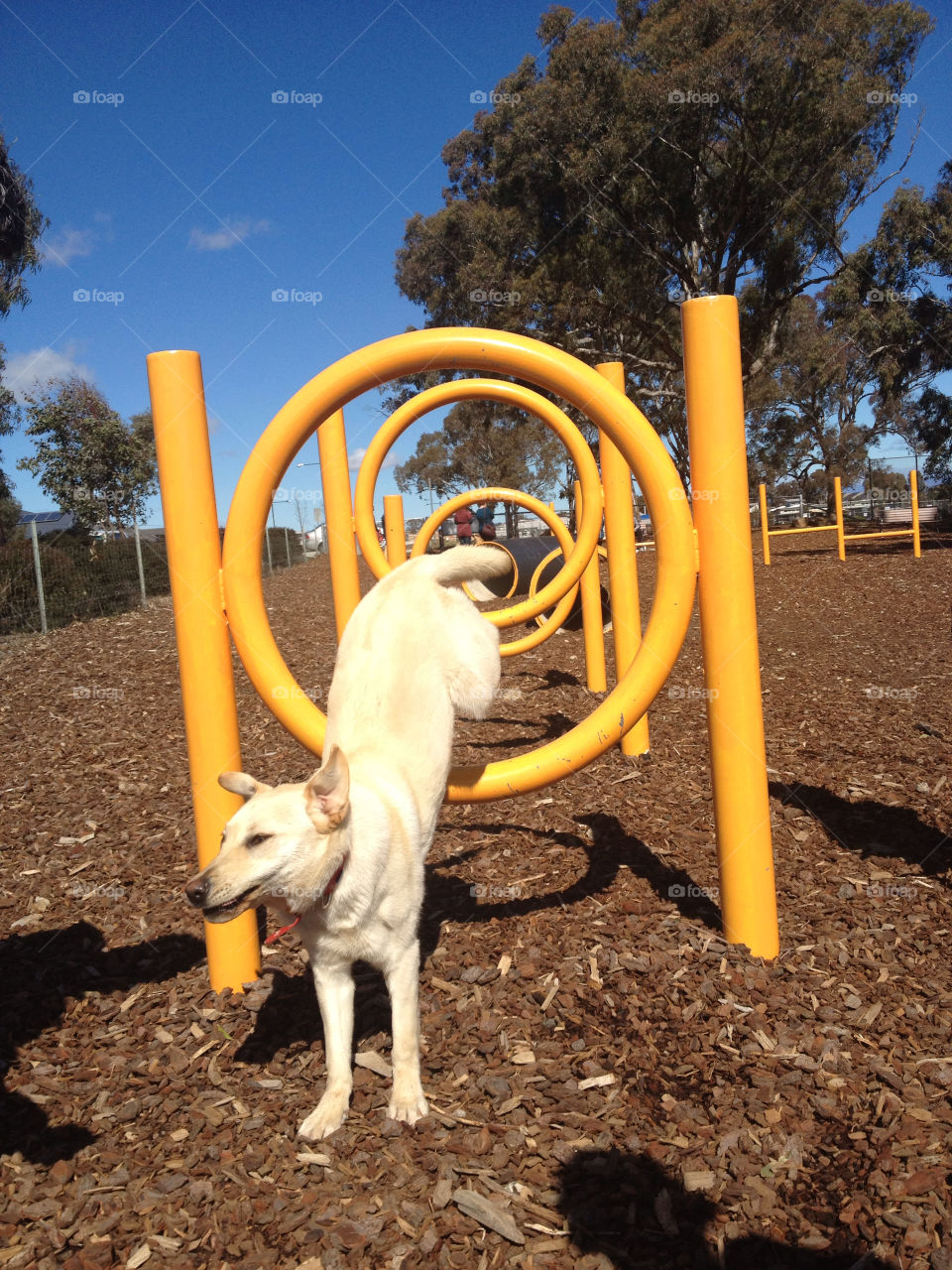 dog park playing jumping by splicanka