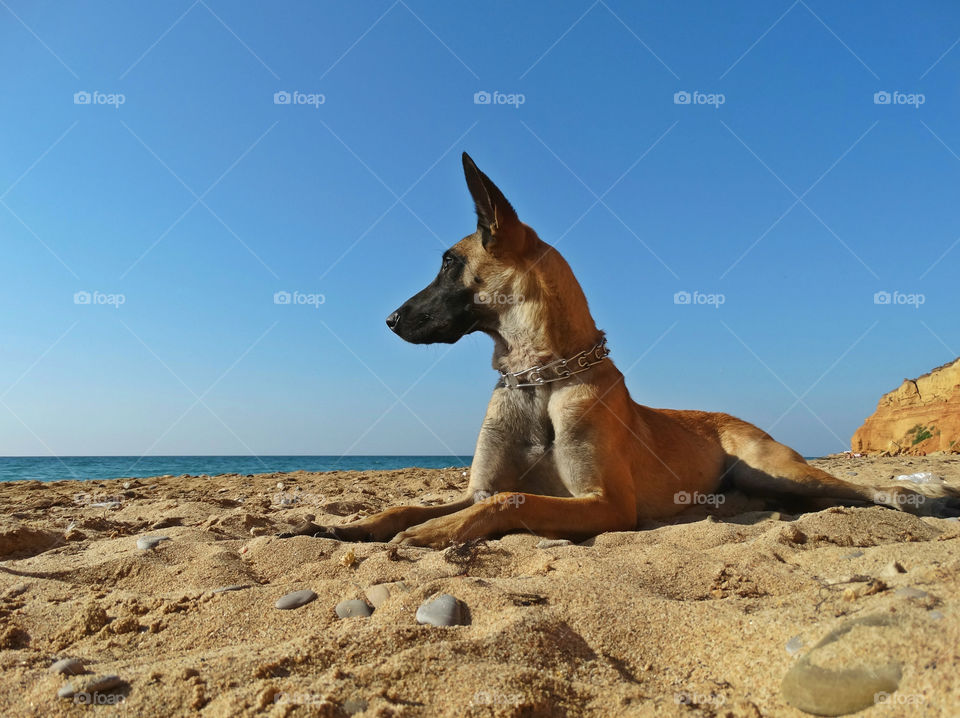 Belgian shepherd malinois dog and Sea
